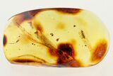 Fossil True Bug Nymph (Heteroptera) In Baltic Amber #272109-1